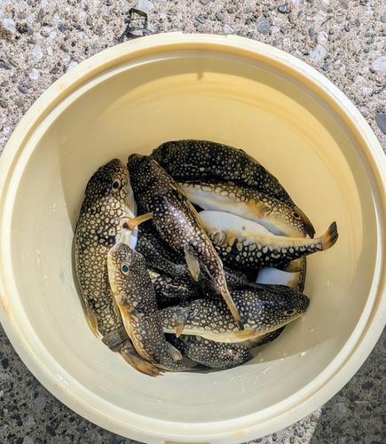 コモンフグの釣果