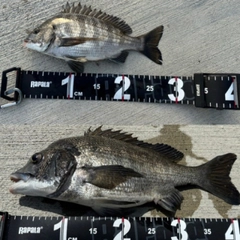 チヌの釣果