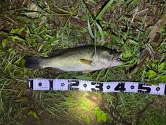 ブラックバスの釣果