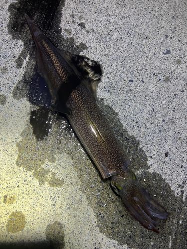 ヤリイカの釣果