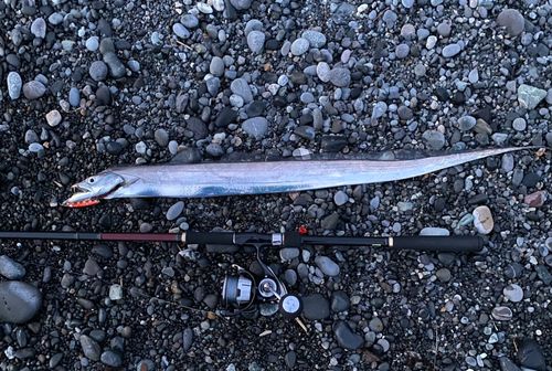 タチウオの釣果