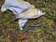 ギンブナの釣果
