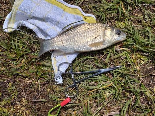 ギンブナの釣果