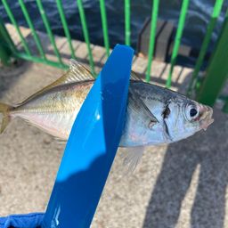 アジ
