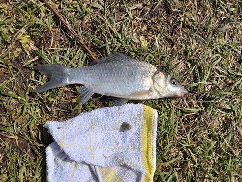 ギンブナの釣果