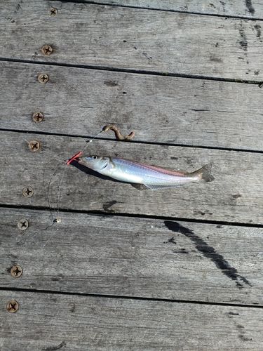 シロギスの釣果