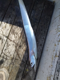 タチウオの釣果