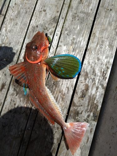 ホウボウの釣果