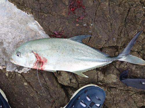 オニヒラアジの釣果