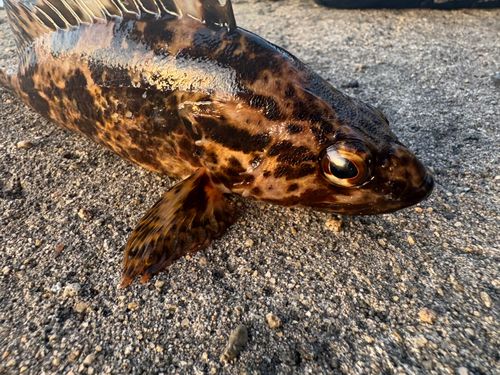 タケノコメバルの釣果