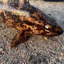 タケノコメバル