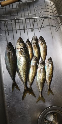 アジ