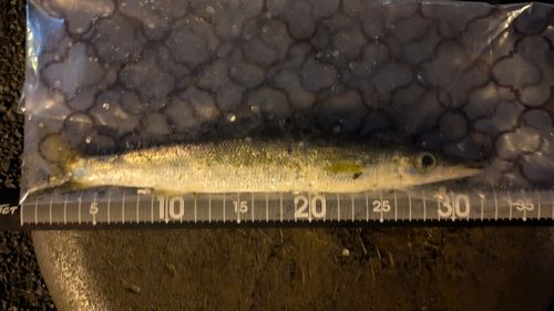 カマスの釣果