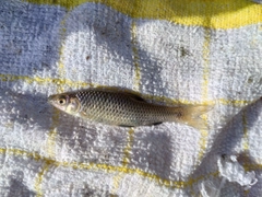 クチボソの釣果