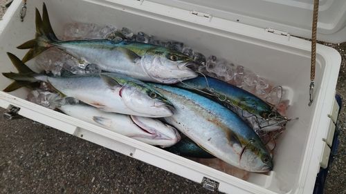 ガンドの釣果