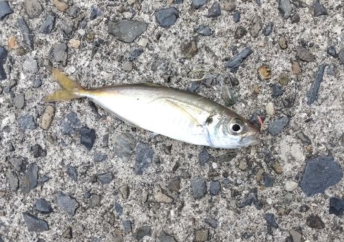 マアジの釣果
