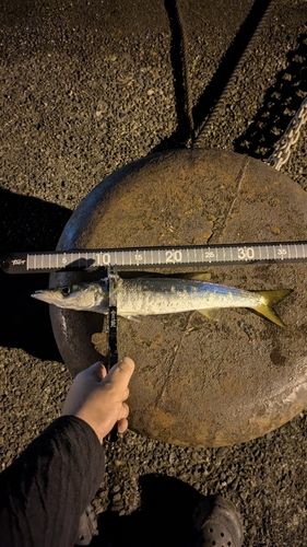 カマスの釣果