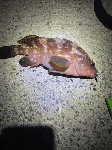 アコウの釣果
