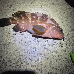 アコウ