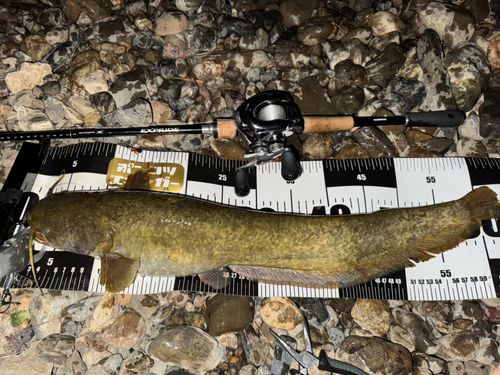 マナマズの釣果