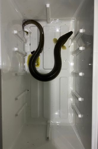ウナギの釣果