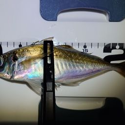 アジ