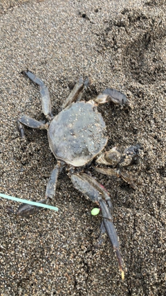 カニの釣果