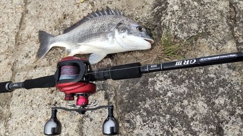 キビレの釣果