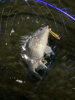 キビレの釣果