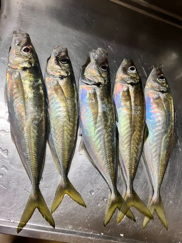 マアジの釣果