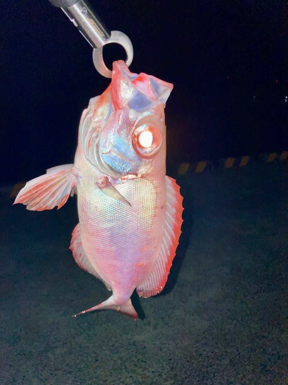 ミナミキントキ