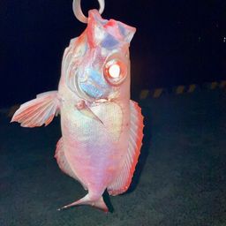 ミナミキントキ