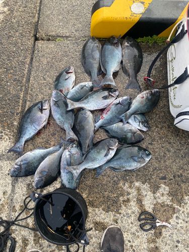 グレの釣果