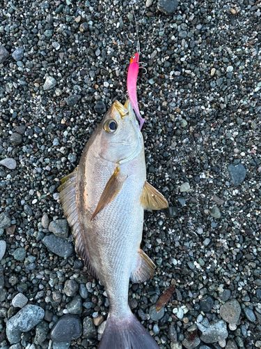 イサキの釣果