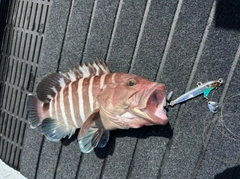 マハタの釣果