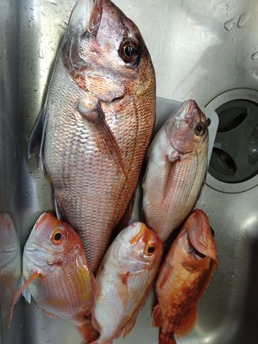 マダイの釣果