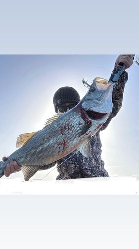 ヒラスズキの釣果