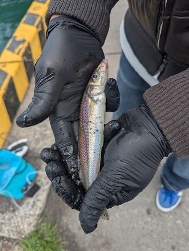 キスの釣果