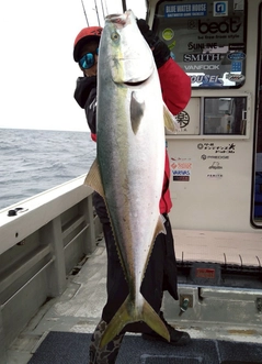 ブリの釣果