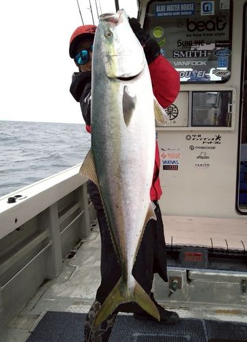 ブリの釣果