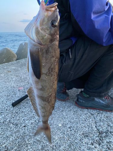 ホッケの釣果