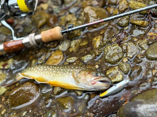 イワナの釣果