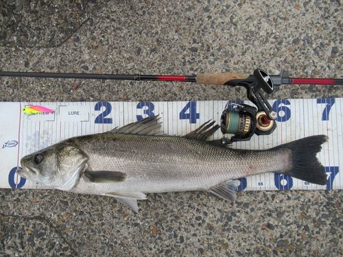 シーバスの釣果