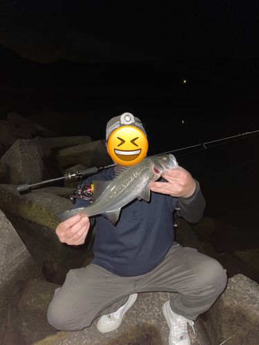 セイゴ（ヒラスズキ）の釣果