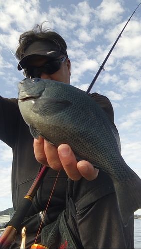 クチブトグレの釣果