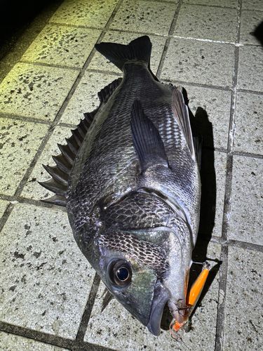 クロダイの釣果