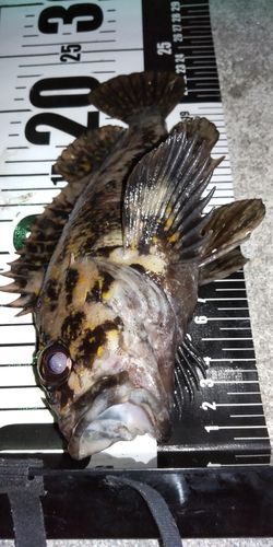 オウゴンムラソイの釣果