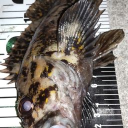 オウゴンムラソイ