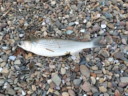 ボラの釣果