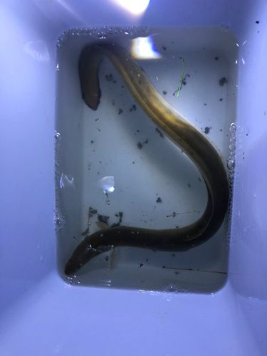 ウナギの釣果